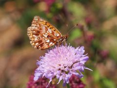 Magerrasen-Perlmutterfalter (Boloria dia)