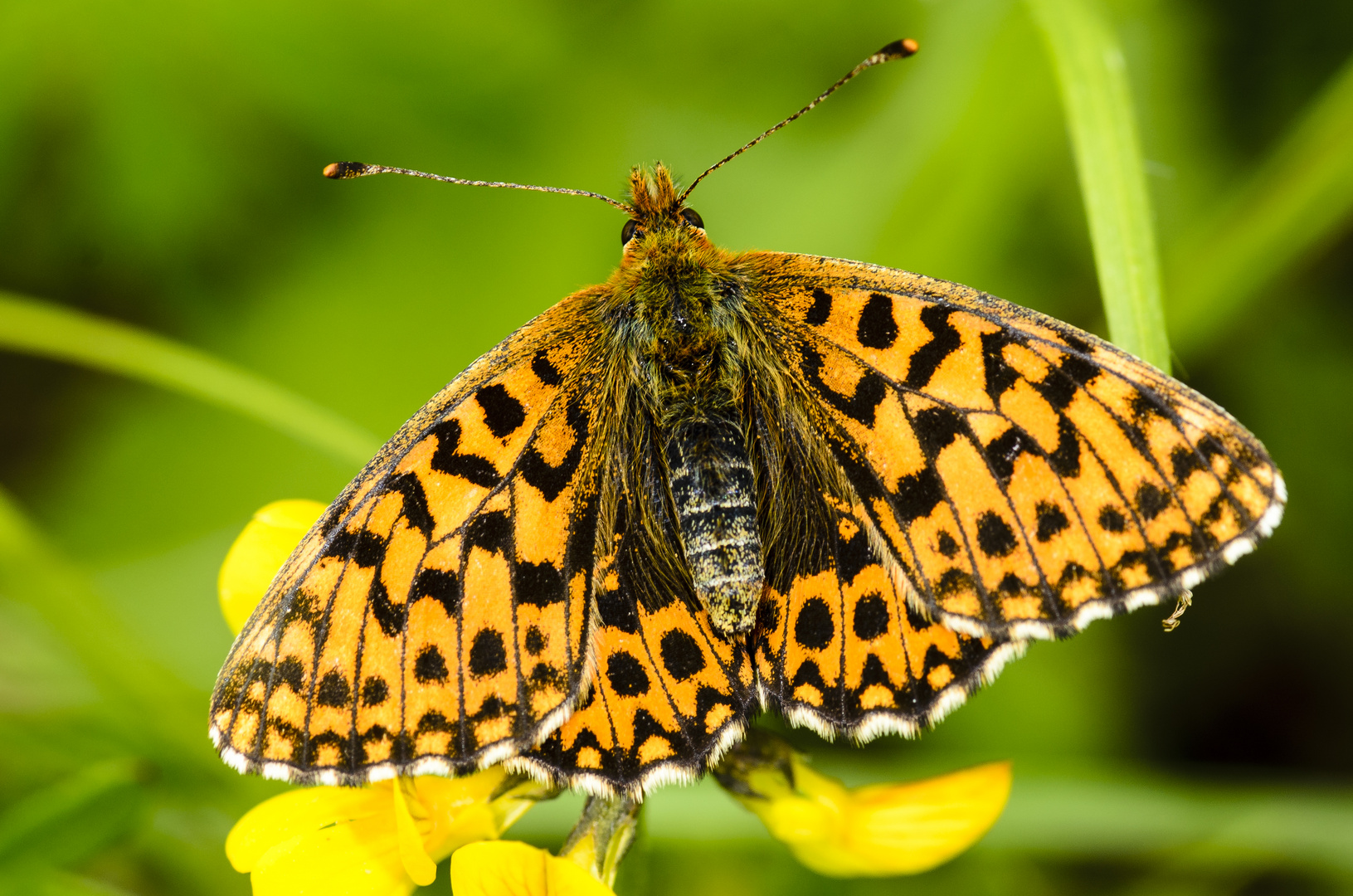 Magerrasen-Perlmutterfalter (Boloria dia)