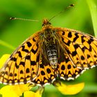 Magerrasen-Perlmutterfalter (Boloria dia)