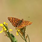 Magerrasen-Perlmutterfalter (Boloria dia)