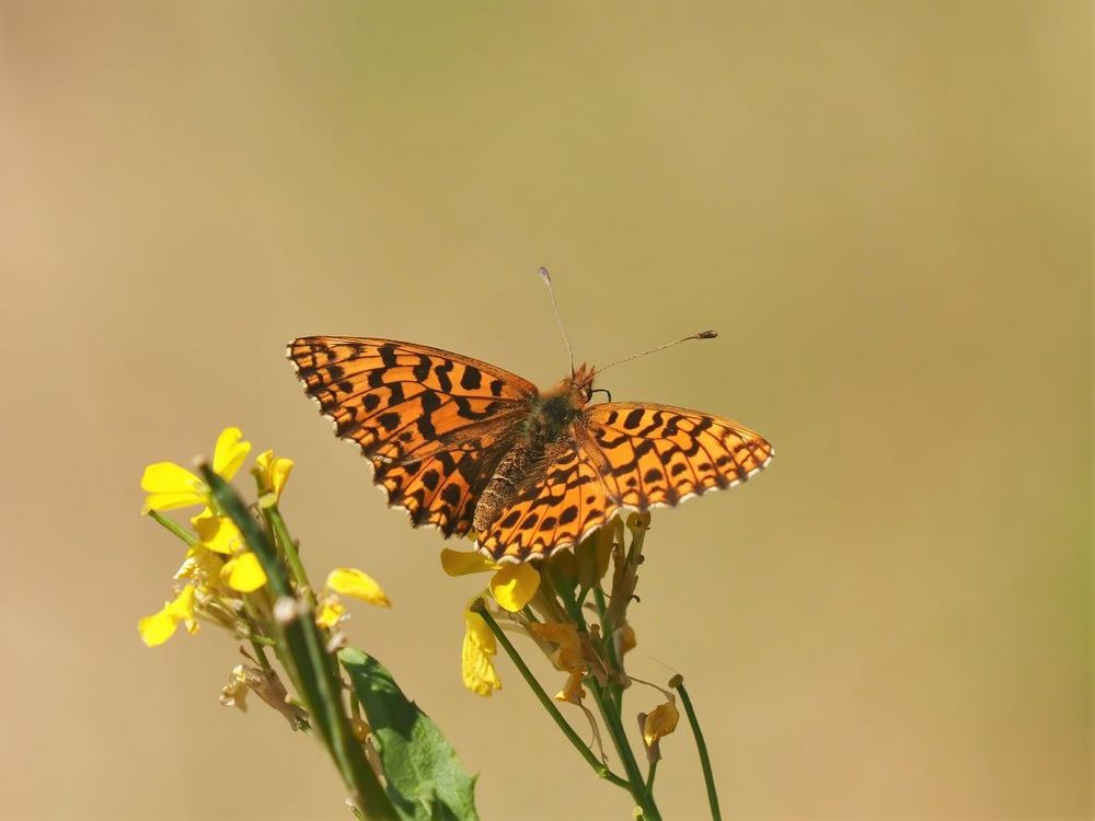 Magerrasen-Perlmutterfalter (Boloria dia)