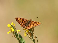 Magerrasen-Perlmutterfalter (Boloria dia)