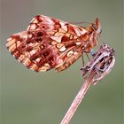 Magerrasen-Perlmutterfalter (Boloria dia)