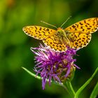 Magerrasen-Perlmutterfalter (Boloria dia)