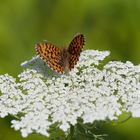 Magerrasen Perlmutterfalter (Boloria dia)