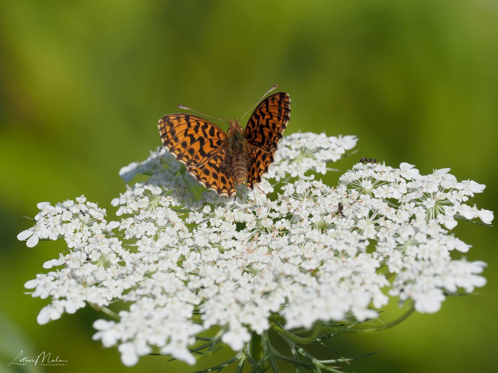 Magerrasen Perlmutterfalter (Boloria dia)