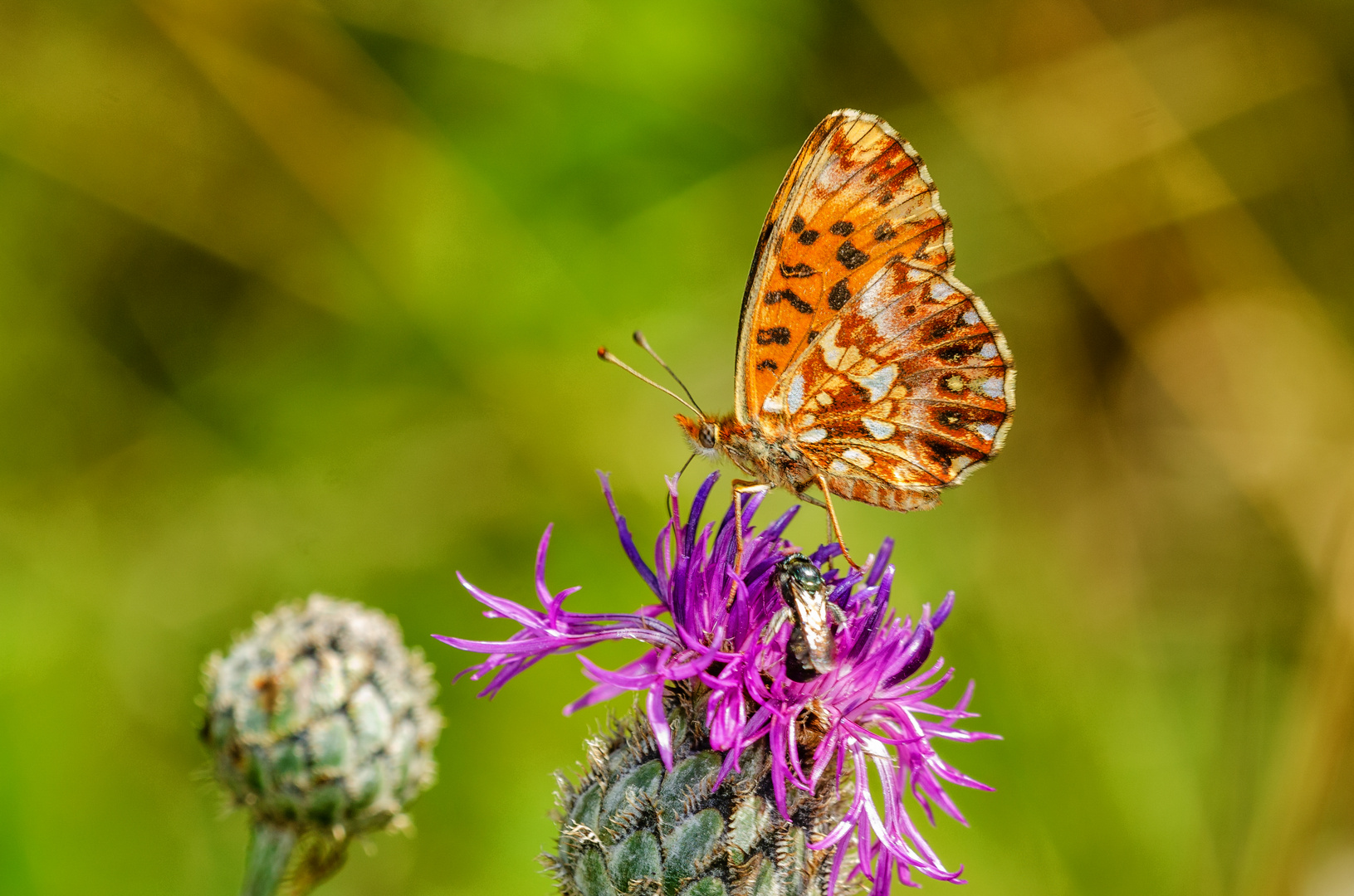 Magerrasen-Perlmutterfalter (Boloria dia)