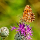 Magerrasen-Perlmutterfalter (Boloria dia)