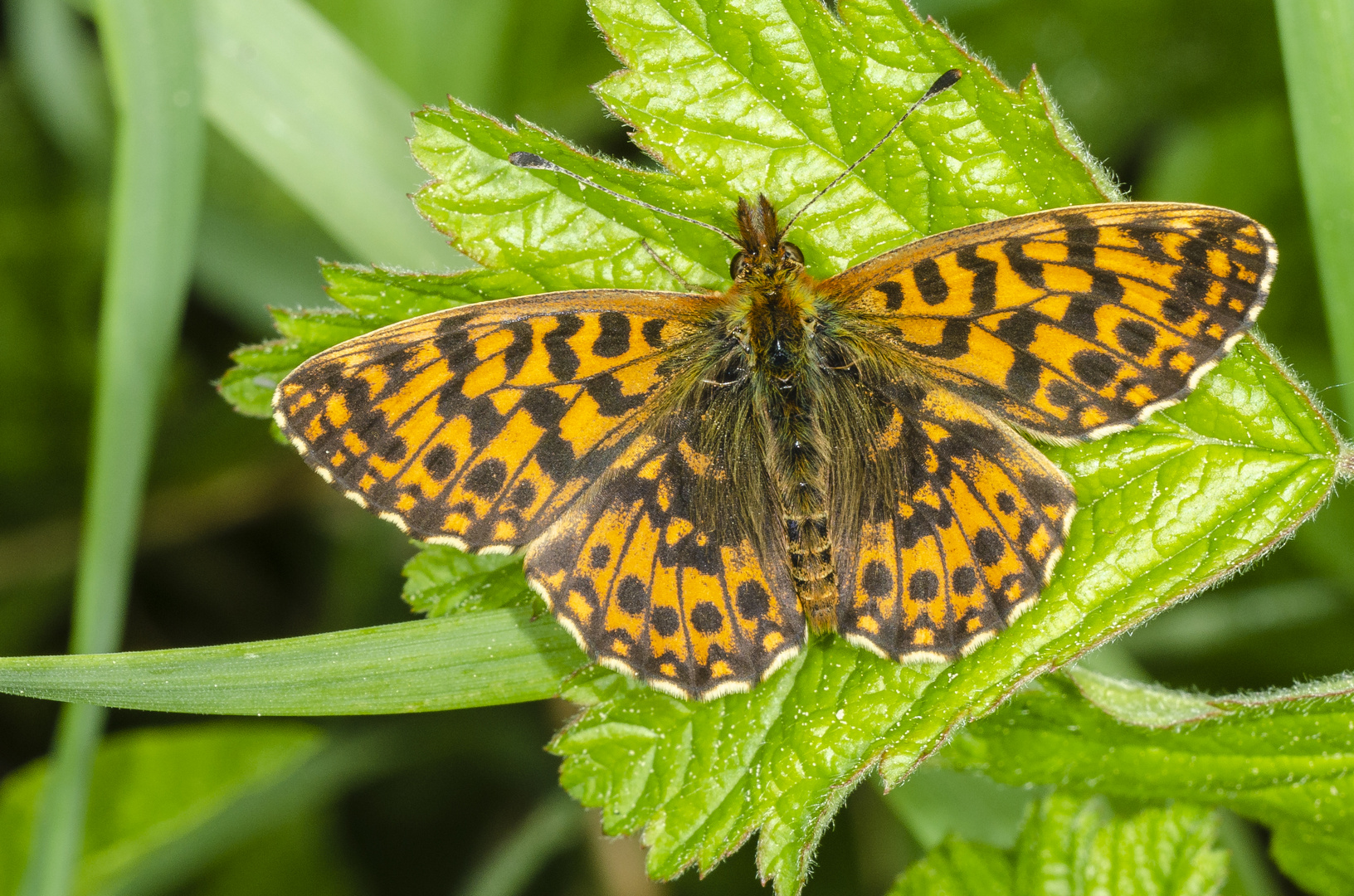 Magerrasen-Perlmutterfalter (Boloria dia)