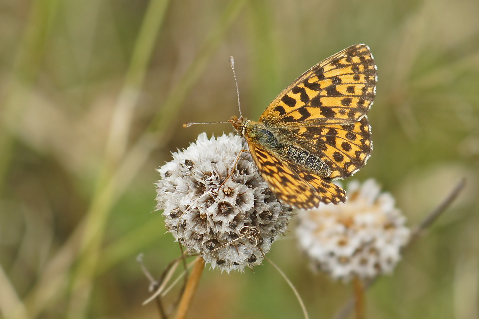 Magerrasen-Perlmutterfalter (Boloria dia), Weibchen