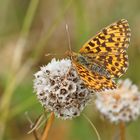 Magerrasen-Perlmutterfalter (Boloria dia), Weibchen