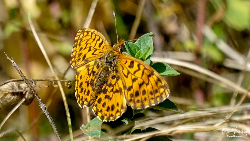 Magerrasen-Perlmutterfalter (Edelfalter) - Boloria dia [danke @Uli-M}