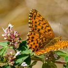 Magerrasen-Perlmutterfalter (Edelfalter) - Boloria dia [danke @Uli-M}