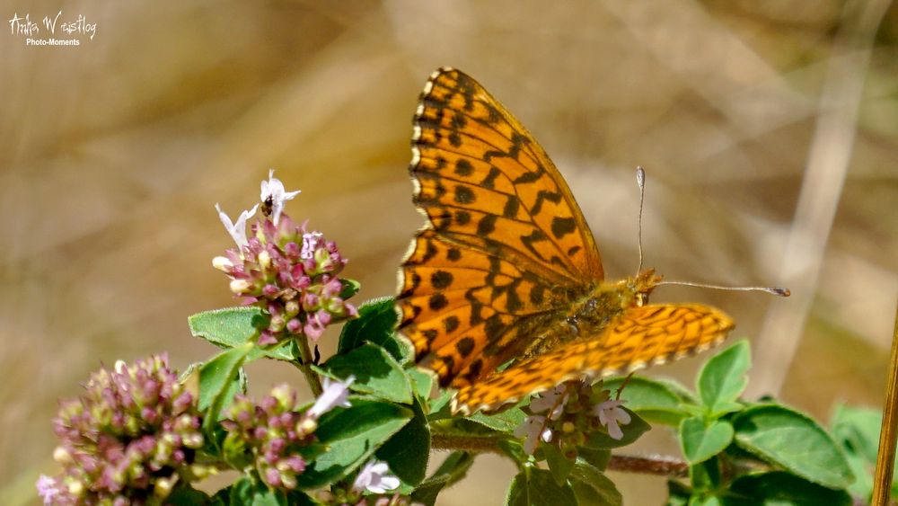 Magerrasen-Perlmutterfalter (Edelfalter) - Boloria dia [danke @Uli-M}