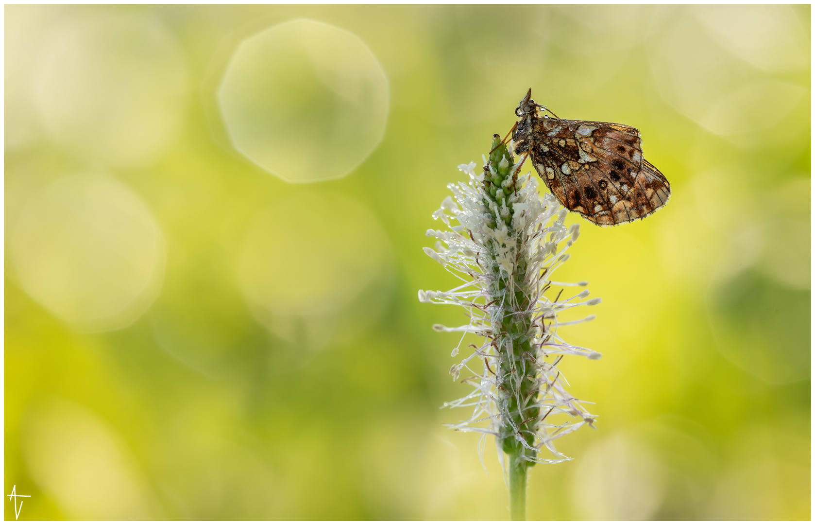 Magerrasen-Perlmuttfalter (Boloria dia)