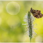 Magerrasen-Perlmuttfalter (Boloria dia)