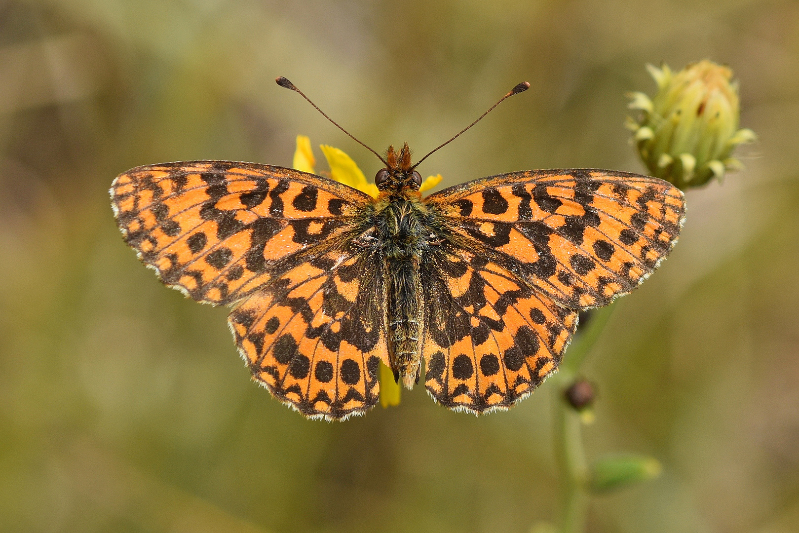 Magerrasen-Perlmuttfalter (Boloria dia)