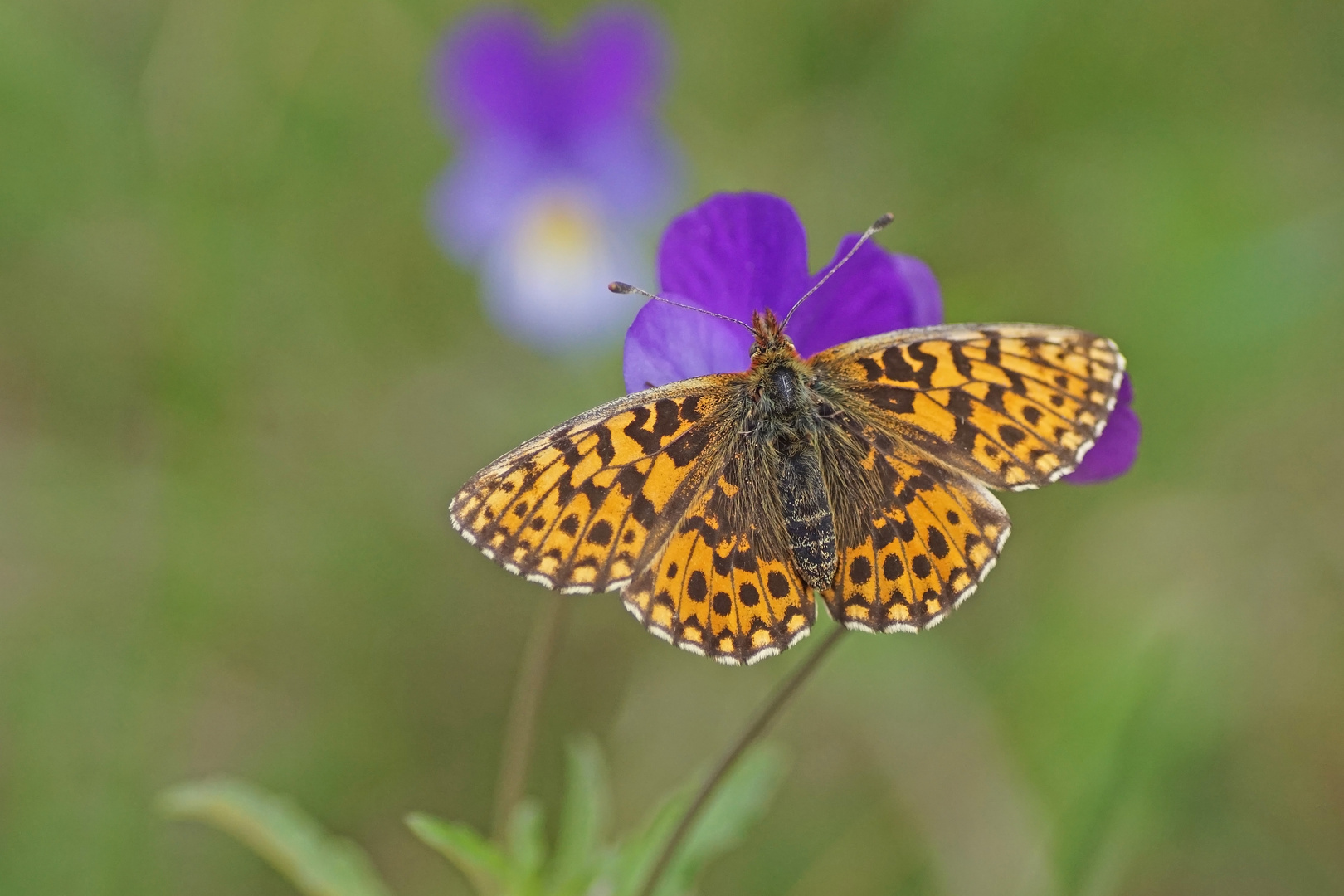 Magerrasen-Perlmuttfalter (Boloria dia)