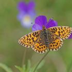 Magerrasen-Perlmuttfalter (Boloria dia)