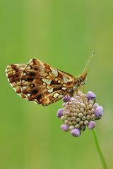 Magerrasen-Perlmuttfalter (Boloria dia)