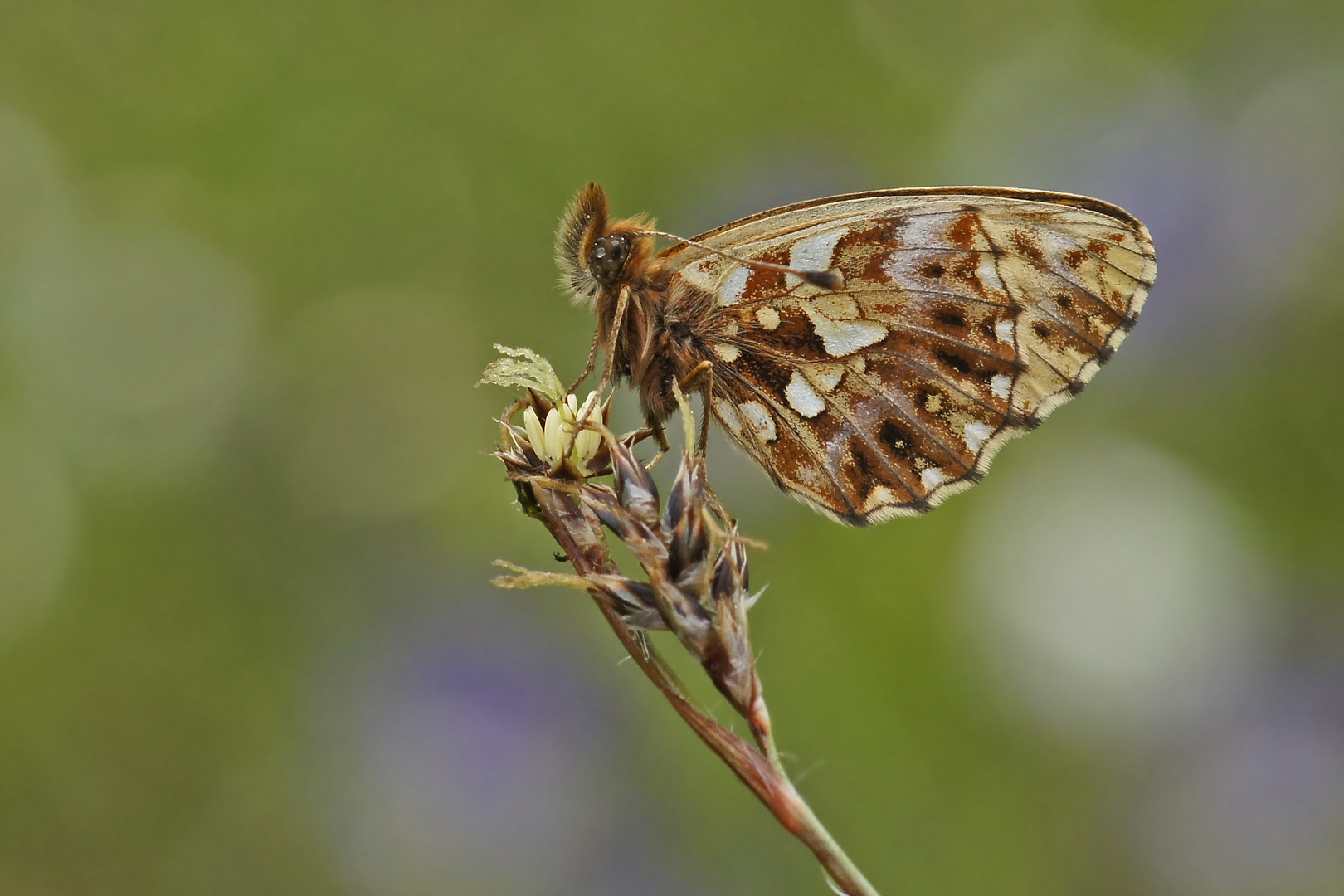 Magerrasen-Perlmuttfalter (Boloria dia)