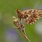 Magerrasen-Perlmuttfalter (Boloria dia)