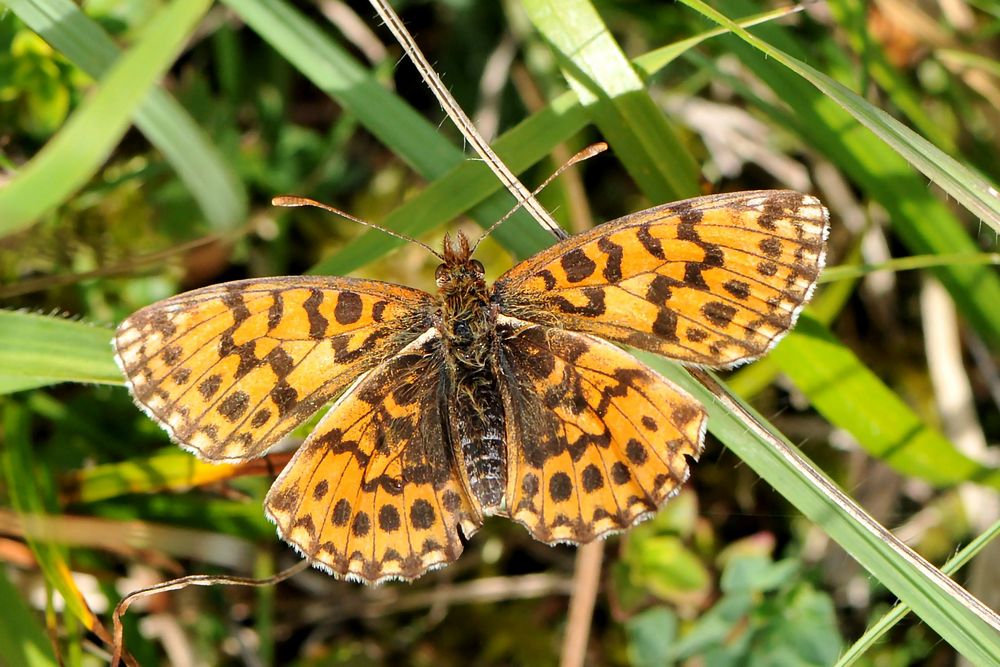 Magerrasen-Perlmuttfalter (Boloria dia)