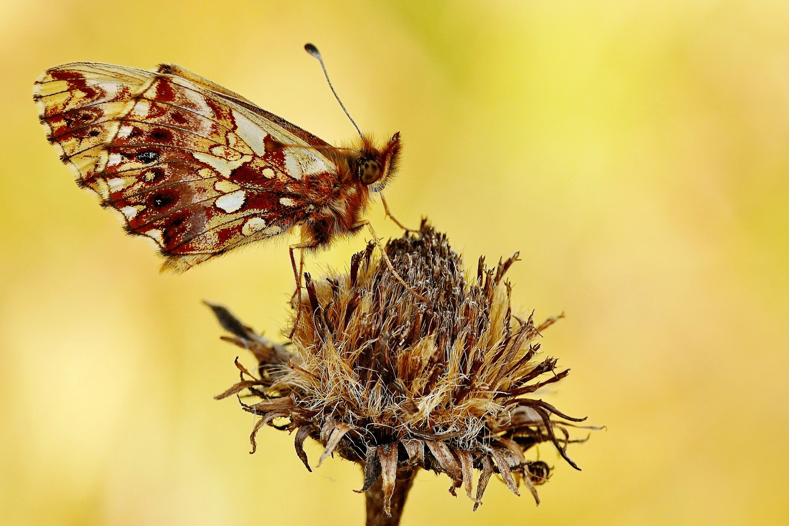 Magerrasen-Perlmuttfalter, Boloria dia