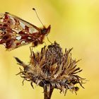 Magerrasen-Perlmuttfalter, Boloria dia