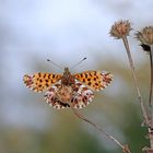 Magerrasen-Perlmuttfalter (Boloria dia)