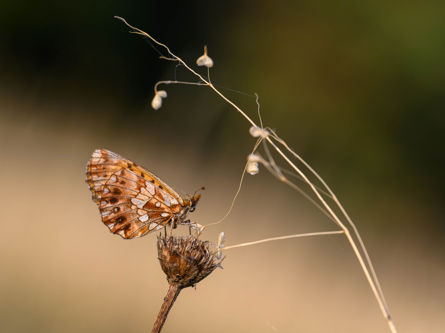 Magerrasen-Perlmuttfalter (Boloria dia)