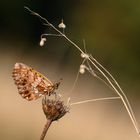 Magerrasen-Perlmuttfalter (Boloria dia)