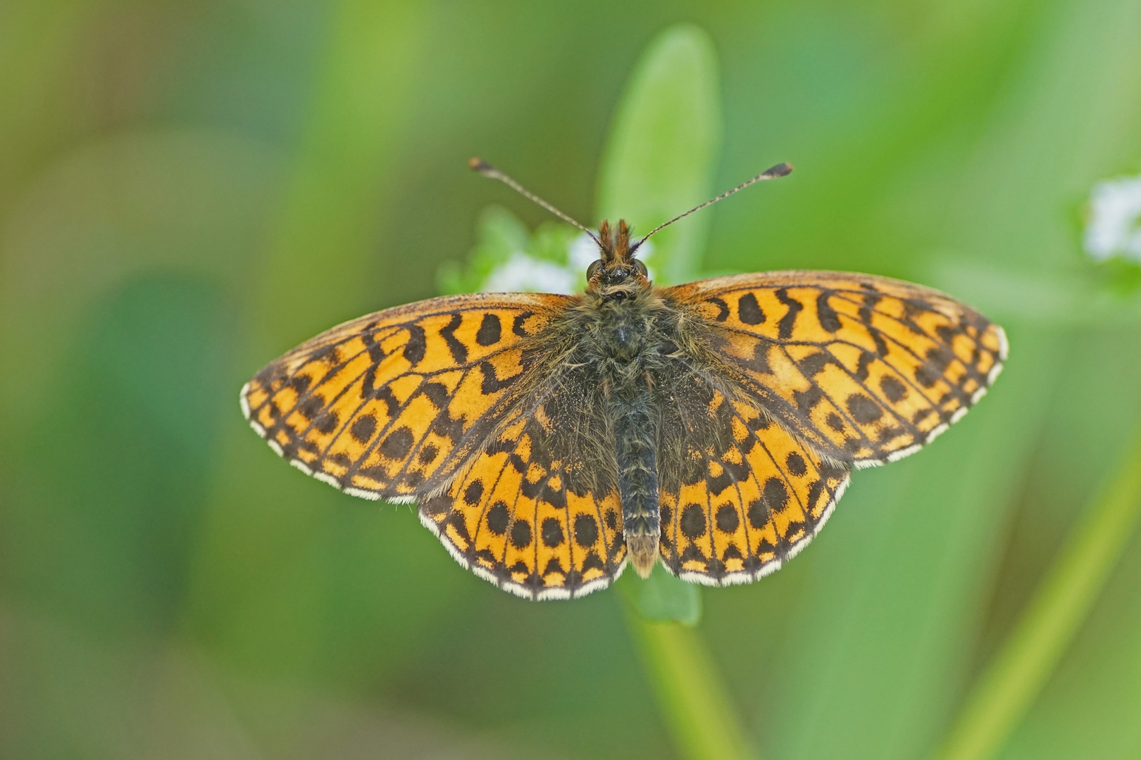 Magerrasen-Perlmuttfalter (Boloria dia)