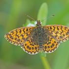 Magerrasen-Perlmuttfalter (Boloria dia)