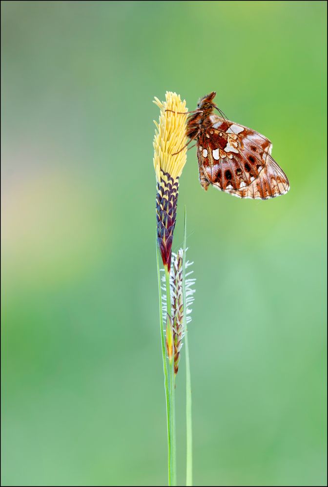 Magerrasen-Perlmuttfalter (Boloria dia)