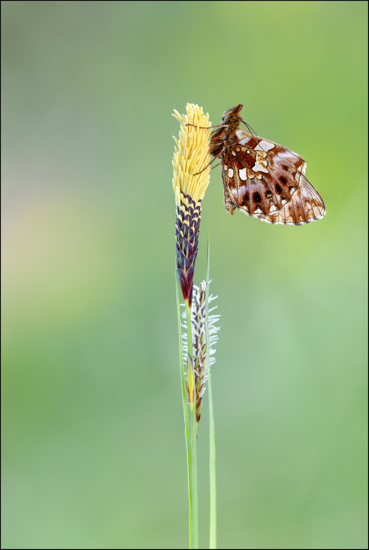 Magerrasen-Perlmuttfalter (Boloria dia)