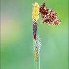 Magerrasen-Perlmuttfalter (Boloria dia)