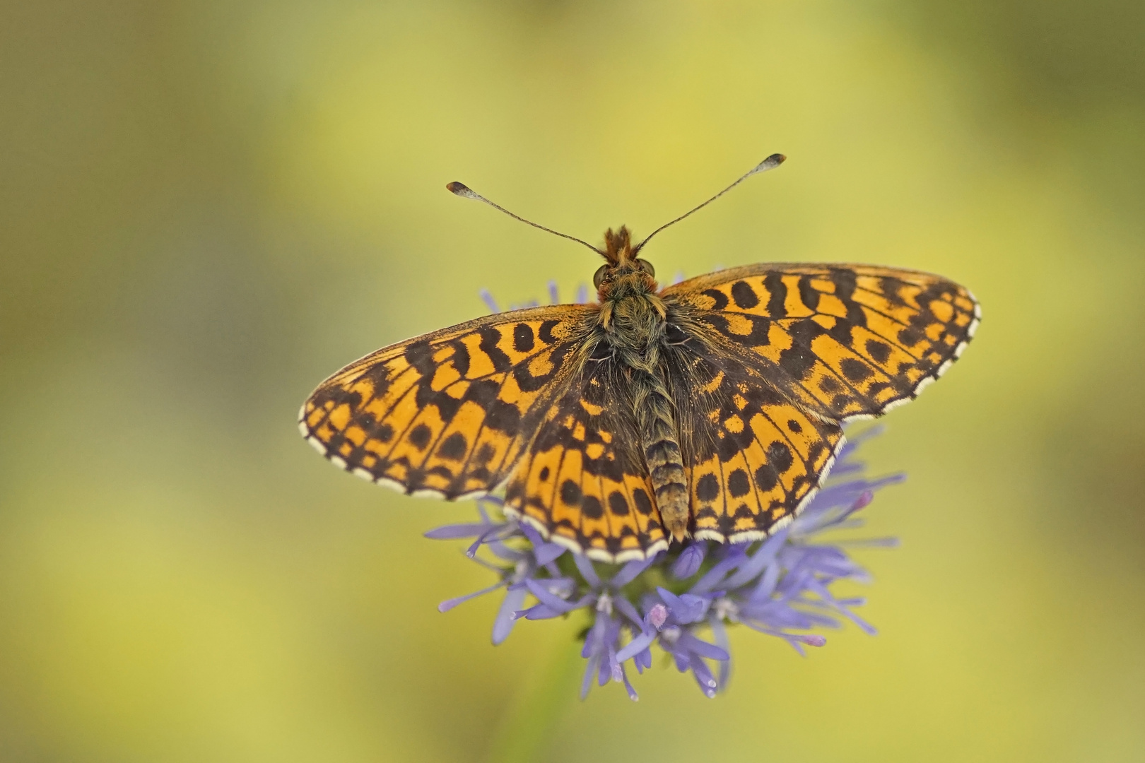 Magerrasen-Perlmuttfalter (Boloria dia), Männchen