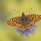 Magerrasen-Perlmuttfalter (Boloria dia), Männchen