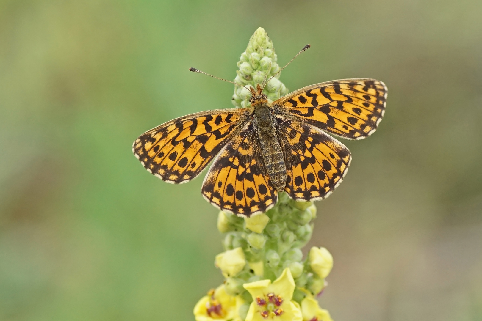 Magerrasen-Perlmuttfalter (Boloria dia), Weibchen