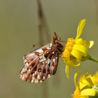 Magerrasenperlmuttfalter (Boloria dia)