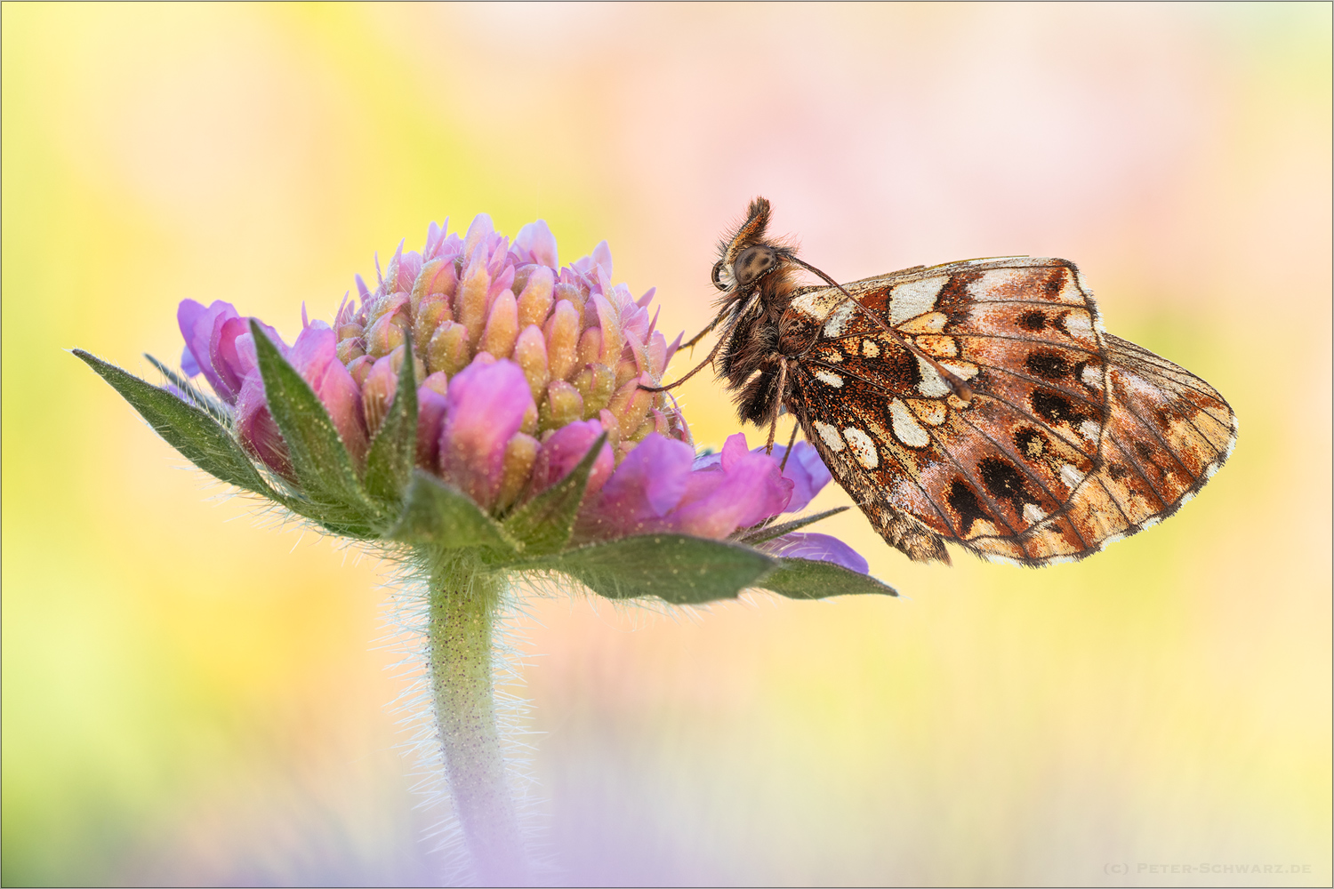 Magerrsen-Perlmutterfalter (Boloria dia)