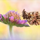 Magerrsen-Perlmutterfalter (Boloria dia)