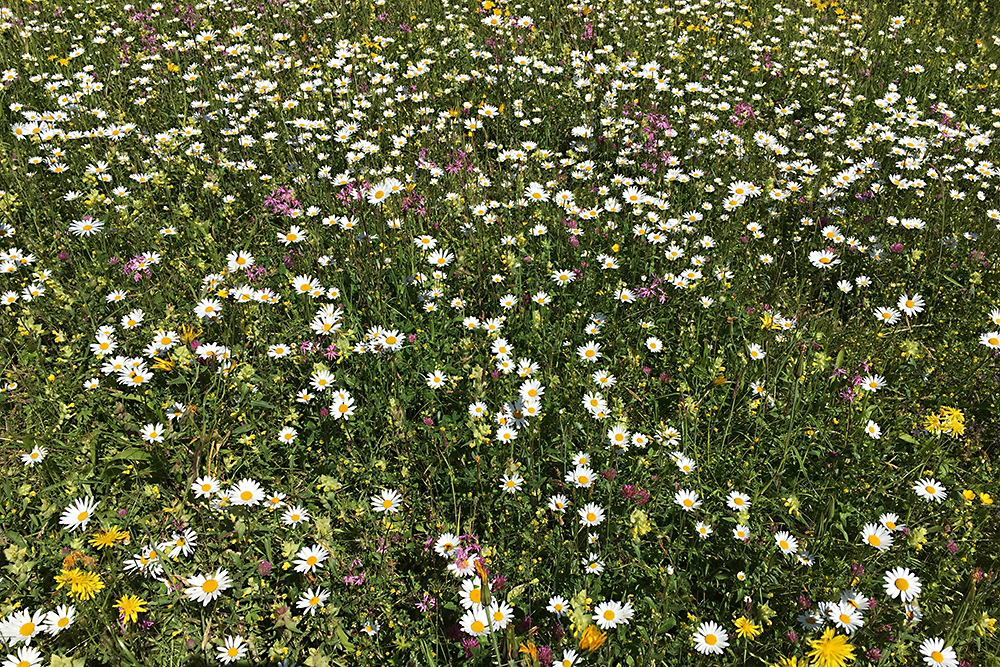 Magerwiese Foto & Bild | jahreszeiten, frühling, wiese Bilder auf ...
