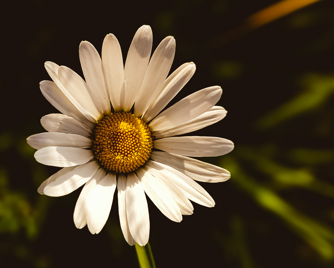 Magerwiesen-Margerite Leucanthemum vulgare