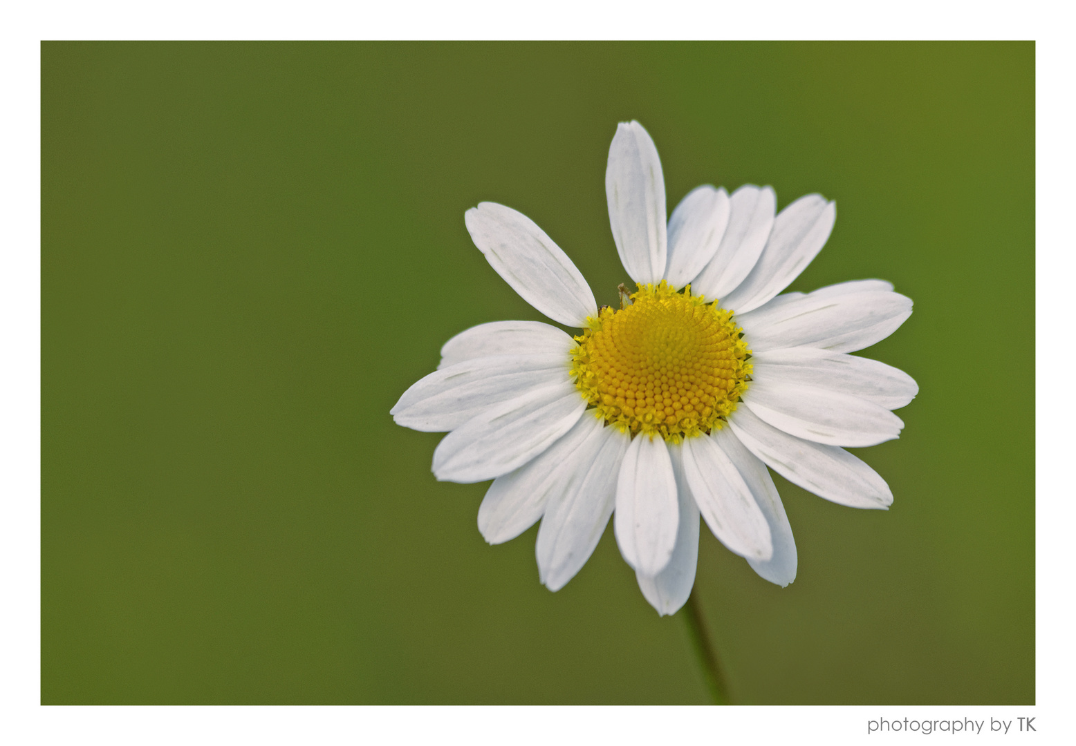 Magerwiesen Margerite (Leucanthemum vulgare)