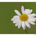 Magerwiesen Margerite (Leucanthemum vulgare)