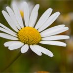 Magerwiesen-Margerite (Leucanthemum vulgare)