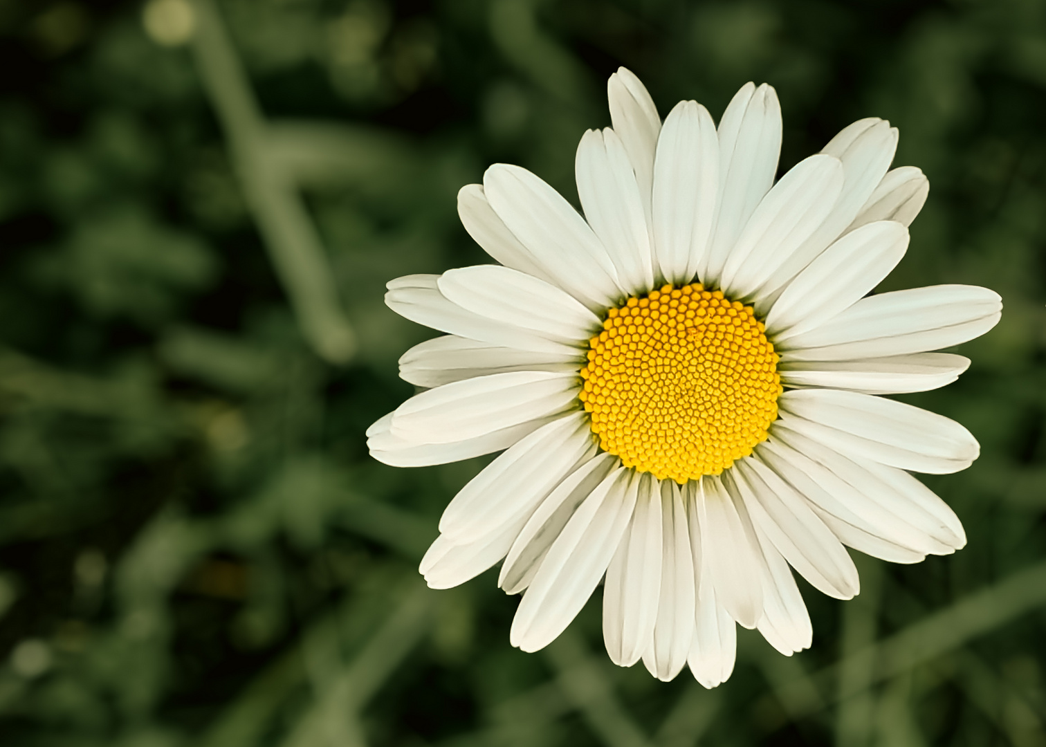 Magerwiesen-Margerite Leucanthemum vulgare