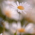 Magerwiesen-Margerite (Leucanthemum vulgare)